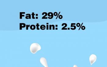 Non-Dairy Creamer 60A